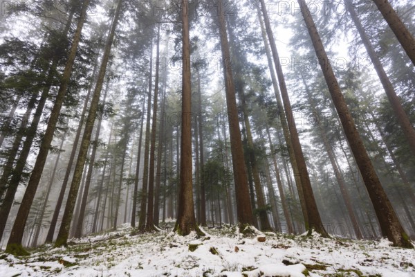 Picea abies, spruce forest in fog looking up into the treetops, winter, Mondseeland, Salzkammergut, Upper Austria, Austria