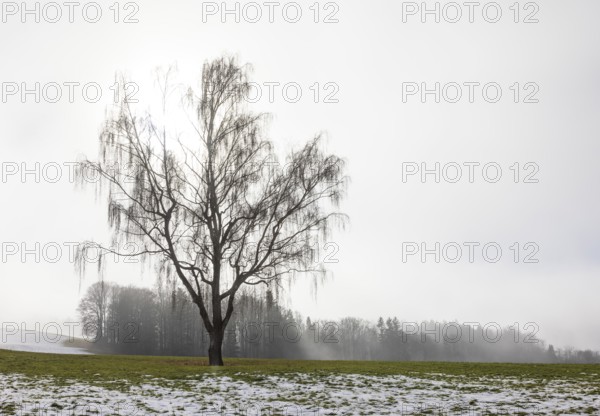 Large willow tree with drooping branches on snow-covered meadow in fog, Mondseeland, Salzkammergut, Upper Austria, Austria
