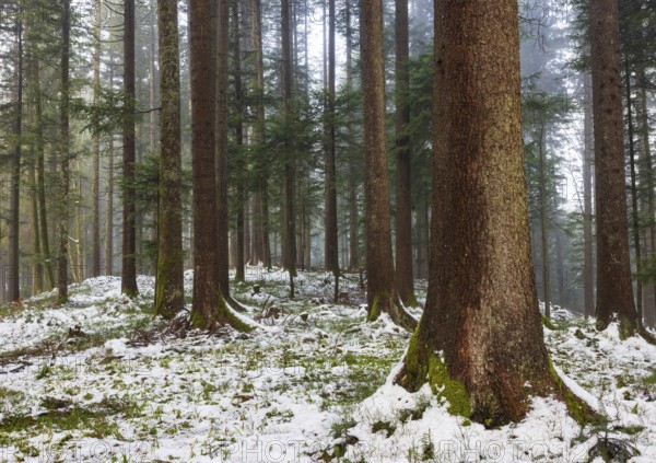 Picea abies, spruce forest in winter with snow-covered ground, Mondseeland, Salzkammergut, Upper Austria, Austria