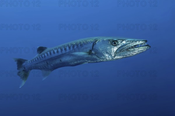 Underwater photo close-up of Great barracuda (Sphyraena barracuda) stands floating directly in front of viewer has mouth slightly open shows large strong teeth, Pacific Ocean