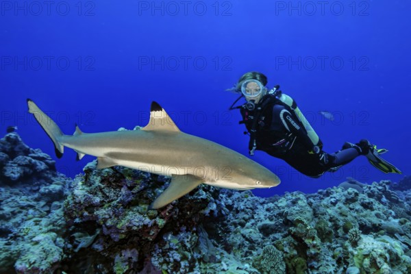 Underwater photo Diver is frightened and looks at blacktip reef shark (Carcharhinus melanopterus) Blacktip reef shark Blacktip reef shark swims extremely close to human, Red Sea, Indian Ocean, Indo-Pacific, Pacific Ocean