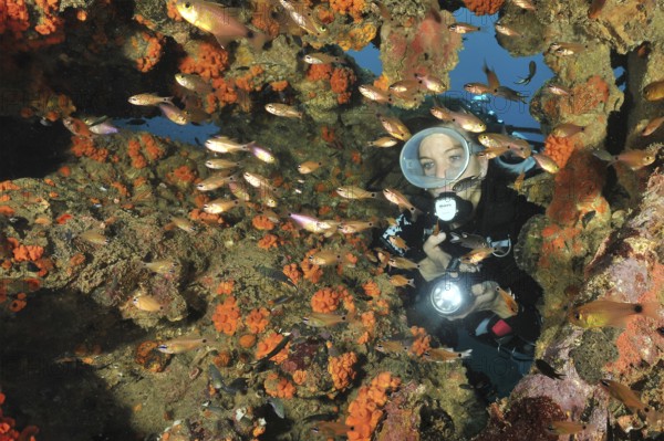 Underwater photo Diver looking through rust-eaten wall of shipwreck illuminated Jewelled Bannerfish (Pseudanthias squamipinnis) Jewelled Bannerfish, Andaman Sea, Indian Ocean, Thailand