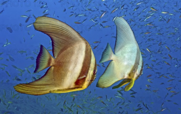Underwater photo Pair of semi-adult round-headed batfish (Platax orbicularis) behind a school of small fish