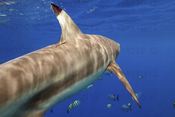 Underwater photo from diver POV Blacktip reef shark (Carcharhinus melanopterus) Blacktip reef shark Blacktip reef shark swimming from behind extremely close to viewer, Red Sea, Indian Ocean, Indo-Pacific, Pacific Ocean