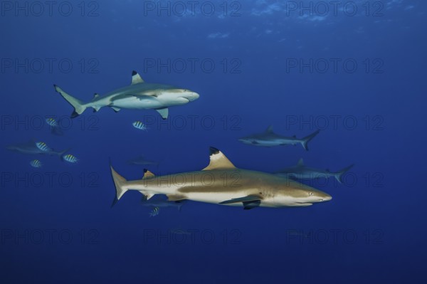 Underwater photo large specimen of blacktip reef shark (Carcharhinus melanopterus) blacktip reef shark blacktip reef shark swimming close to viewer, Red Sea, Indian Ocean, Indo-Pacific, Pacific Ocean