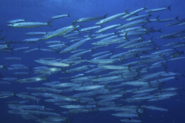 Underwater photo of school of Bigeye Barracuda (Sphyraena forsteri) Bigeye Barracuda swimming through open blue sea at dusk, Andaman Sea, Indian Ocean, Thailand