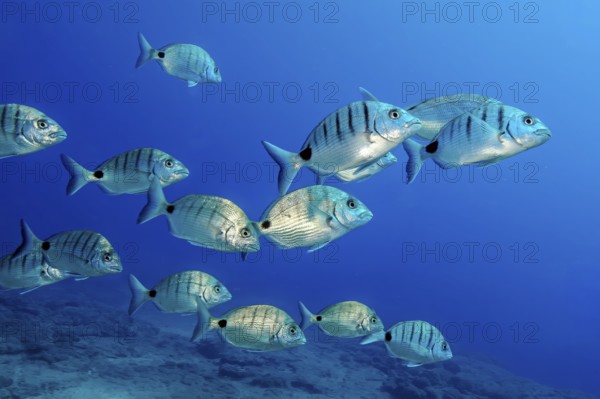 Underwater photo of small school of fish Lined striped seabream (Diplodus sargus), East Atlantic, Fuerteventura, Canary Islands, Spain