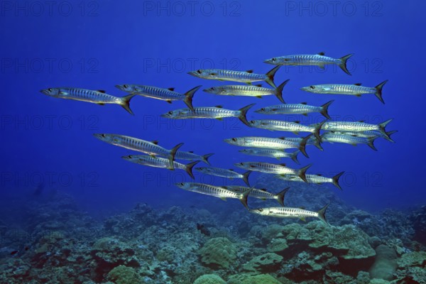 Underwater photo of group school of Blackfin Barracudas (Sphyraena qenie) Darkfin Barracudas Transverse Striped Barracudas Darkfin Transverse Striped Barracudas swimming over tropical coral reef, Pacific Ocean, Yap Island, Yap State, Caroline Islands, FSM, Federated States of Micronesia, Australia, Oceania