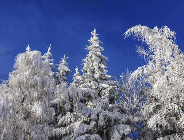 Winter landscape, winter forest with blue sky, trees covered with hoarfrost, Mondseeland, Salzkammergut, Upper Austria, Austria