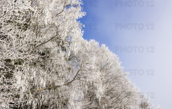 Winter forest, branches of a deciduous tree covered with hoarfrost, Mondseeland, Salzkammergut, Upper Austria, Austria