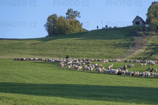 Shepherd tending his flock of sheep (Ovis gmelini aries) in a meadow, Tauchersreuth, Middle Franconia, Bavaria, Germany