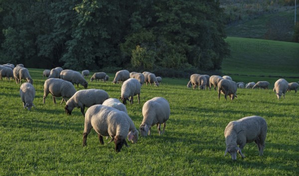 Flock of sheep (Ovis gmelini aries) grazing in a meadow, Beerbach, Middle Franconia, Bavaria, Germany
