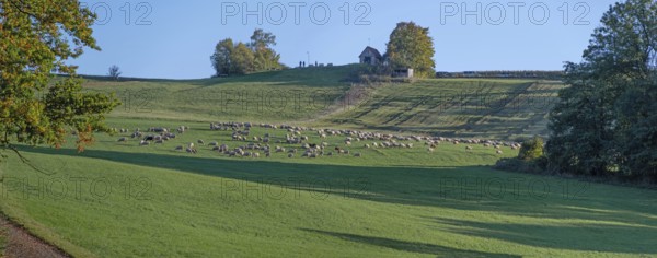 Flock of sheep (Ovis gmelini aries) grazing in a meadow, Tauchersreuth, Middle Franconia, Bavaria, Germany