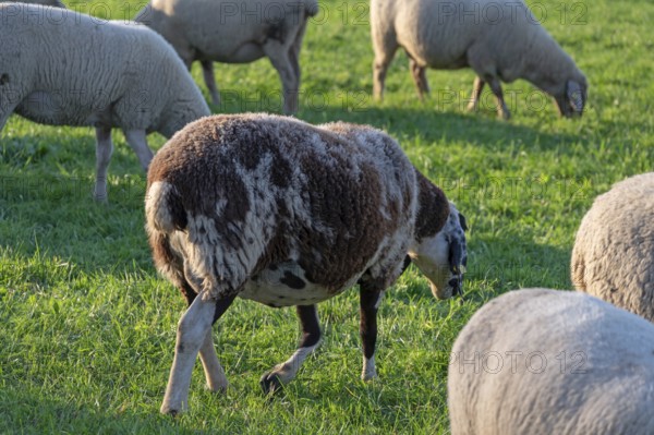 Sheep (Ovis gmelini aries) grazing in a meadow, Tauchersreuth, Middle Franconia, Bavaria, Germany