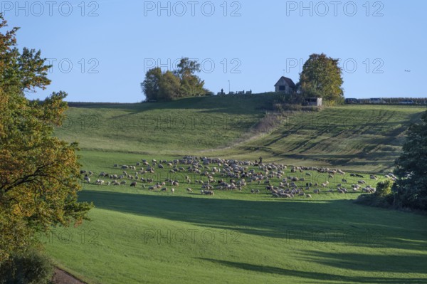 Shepherd with his sheep (Ovis gmelini aries) on the pasture, Tauchersreuth, Middle Franconia, Bavaria, Germany