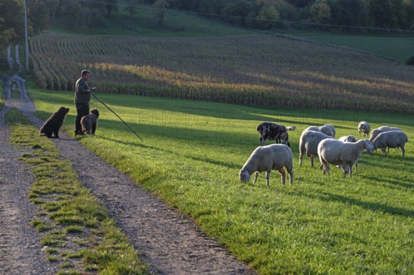 Shepherd with his dogs herding his flock of sheep (Ovis gmelini aries) in a meadow, Tauchersreuth, Middle Franconia, Bavaria, Germany