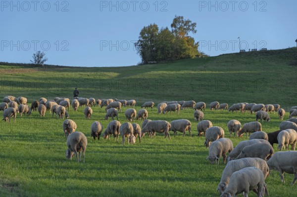 Shepherd tending his flock of sheep (Ovis gmelini aries) in a meadow, Tauchersreuth, Middle Franconia, Bavaria, Germany