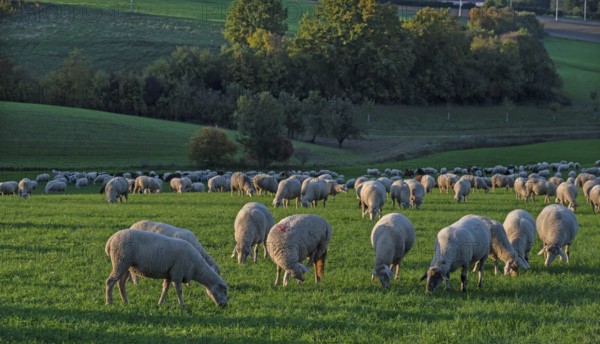 Flock of sheep (Ovis gmelini aries) grazing in a meadow in the evening light, Beerbach, Middle Franconia, Bavaria, Germany