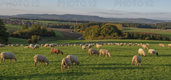 Flock of sheep (Ovis gmelini aries) grazing in a meadow in the evening light, Franconian Switzerland in the background, Beerbach, Middle Franconia, Bavaria, Germany