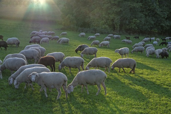 Flock of sheep (Ovis gmelini aries) grazing in a meadow in the evening sunlight, Beerbach, Middle Franconia, Bavaria, Germany
