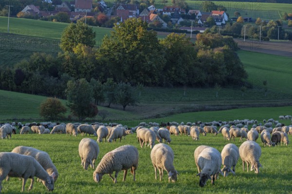 Flock of sheep (Ovis gmelini aries) grazing in a meadow in the evening light, behind Beerbach, Middle Franconia, Bavaria, Germany