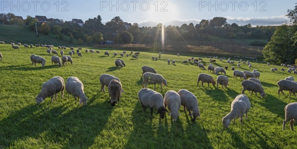 Flock of sheep (Ovis gmelini aries) grazing in a meadow, backlit, Tauchersreuth, Middle Franconia, Bavaria, Germany