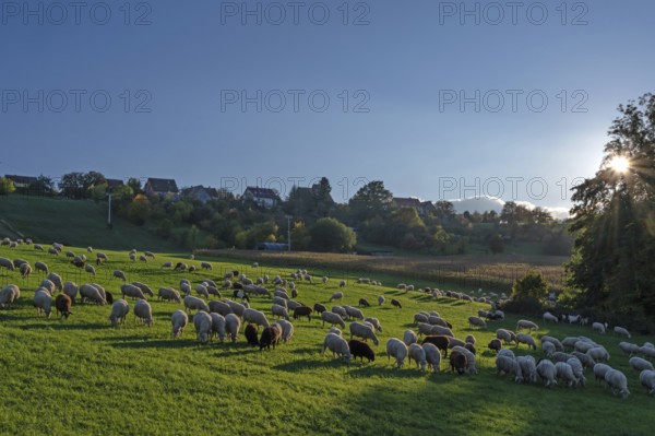 Flock of sheep (Ovis gmelini aries) grazing in a meadow in the evening sunlight, Tauchersreuth, Middle Franconia, Bavaria, Germany