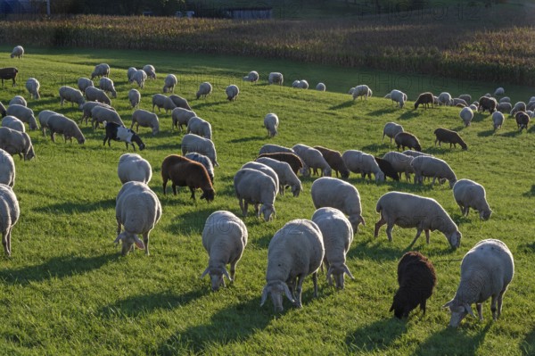 Flock of sheep (Ovis gmelini aries) grazing in a meadow in the evening light, Tauchersreuth, Middle Franconia, Bavaria, Germany