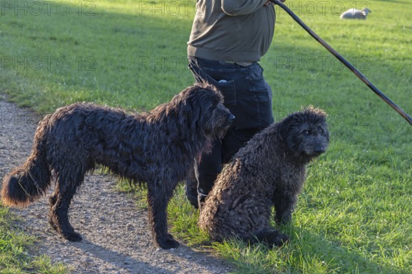Shepherd with his two herding dogs, Franconia, Bavaria, Germany