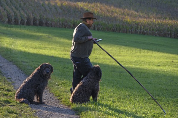 Shepherd with two German Shepherd Dogs herding his flock of sheep (Ovis gmelini aries) in a meadow, Tauchersreuth, Middle Franconia, Bavaria, Germany