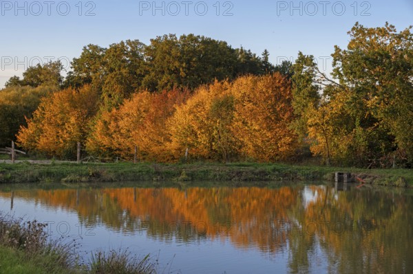 Autumn trees are reflected in a cape pond, Beerbach, Middle Franconia, Bavaria, Germany