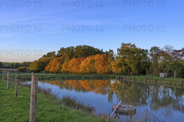 Autumn trees, a carp pond in front, Beerbach, Middle Franconia, Bavaria, Germany