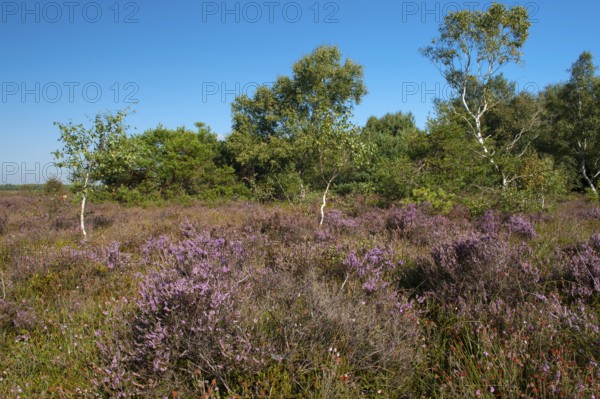 Blühende Heide im Moor, Rehdener Geestmoor, Rehden, Lower Saxony, Germany