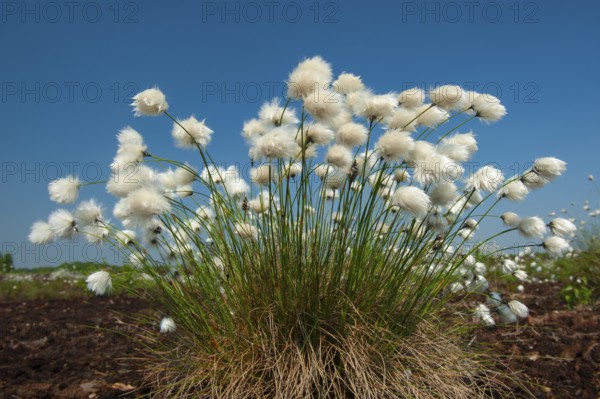 Cottongrass, sheath cottongrass (Eriophorum vaginatum) in Goldenstedt Moor, Goldenstedt, Lower Saxony, Germany