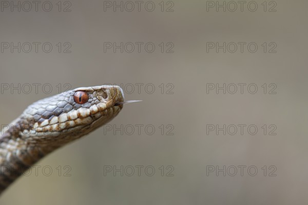 Adder (Vipera berus) in the moor, Goldenstedter Moor, Goldenstedt, Lower Saxony, Germany