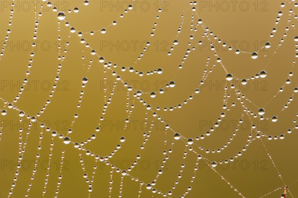 Dew drops in a spider web, Goldenstedt, Lower Saxony, Germany