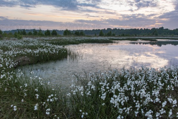 Fruiting cotton grass in the moor in spring, Oldenburger Münsterland, Goldenstedt, Lower Saxony, Germany