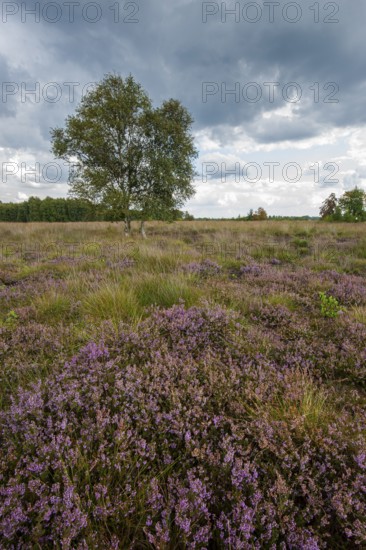 Blühende Heide im Moor, Rehdener Geestmoor, Rehden, Lower Saxony, Germany