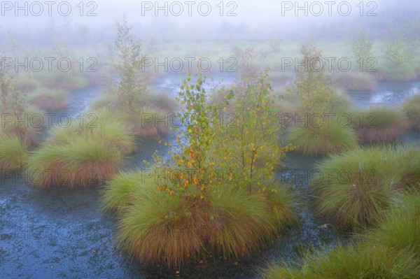 Fog in the moor with bulten, mystique, creepy, Goldenstedter Moor, Goldenstedt, Lower Saxony, Germany