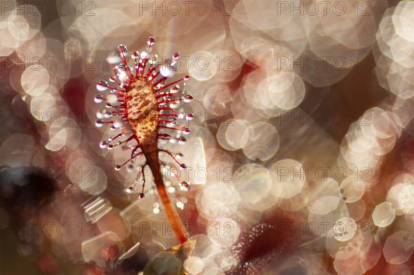 Sundew (Drosera intermedia) in the Goldenstedt Moor, Goldenstedt, Lower Saxony, Germany