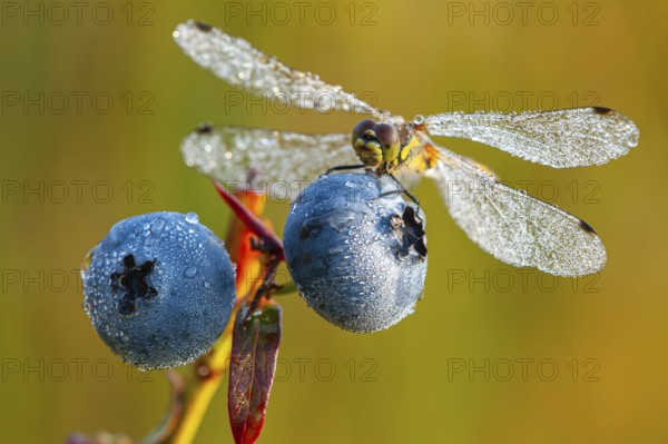 Black Darter (Sympetrum danae) on a blueberry, Goldenstedter Moor, Goldenstedt, Lower Saxony, Germany