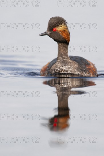 Black-necked Grebe (Podiceps nigricollis) in its plumage, Goldenstedter Moor, Goldenstedt, Lower Saxony, Germany
