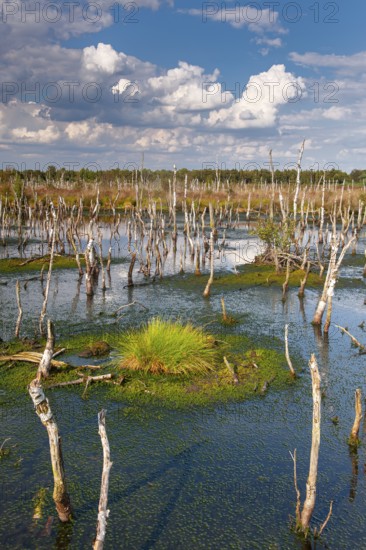 Torfmoos in the rewetted Rehdener Geestmoor, Rehdener Geestmoor, Diepholzer Moor lowlands, Rehden, Lower Saxony, Germany