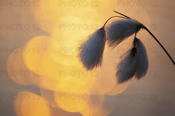 Common cottongrass (Eriophorum angustifolium) in the Goldenstdter Moor, Goldenstedt, Lower Saxony, Germany