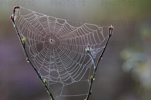 Spider web in Goldenstedter Moor, Goldenstedt, Lower Saxony, Germany