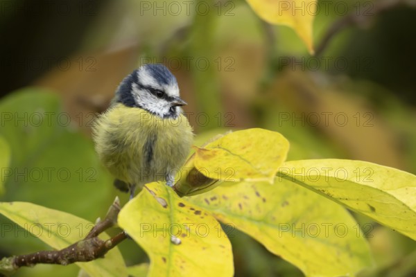 Blue tit (Cyanistes caeruleus) adult garden bird on a magnolia tree with autumn colour leaves, England, United Kingdom