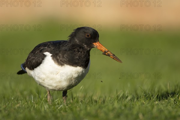 Eurasian oystercatcher (Haematopus ostralegus) adult wader bird on grassland, England, United Kingdom