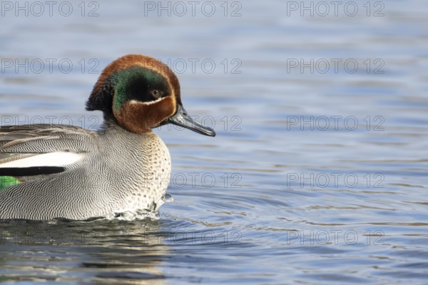 Common teal duck (Anas crecca) adult male bird on the water surface of a lake, England, United Kingdom