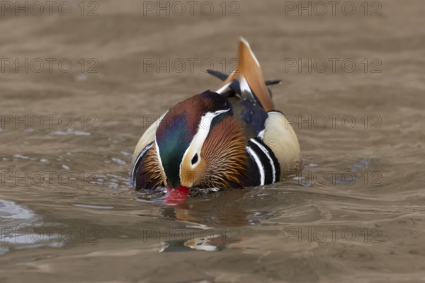 Mandarin duck (Aix galericulata) adult male bird on the water surface of a lake, England, United Kingdom