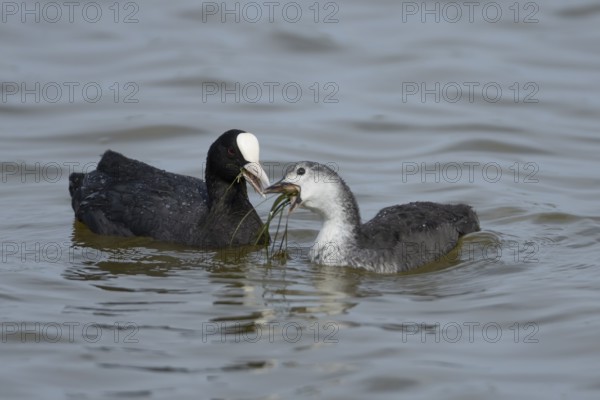 Coot (Fulica atra) adult bird feeding a juvenile baby on the water surface of a lake, England, United Kingdom